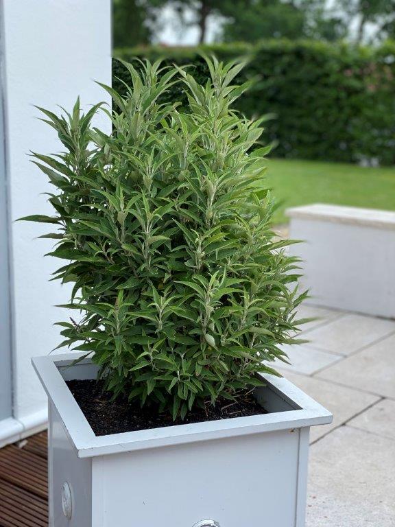 BUDDLEJA-davidii-Butterfly-Tower-15