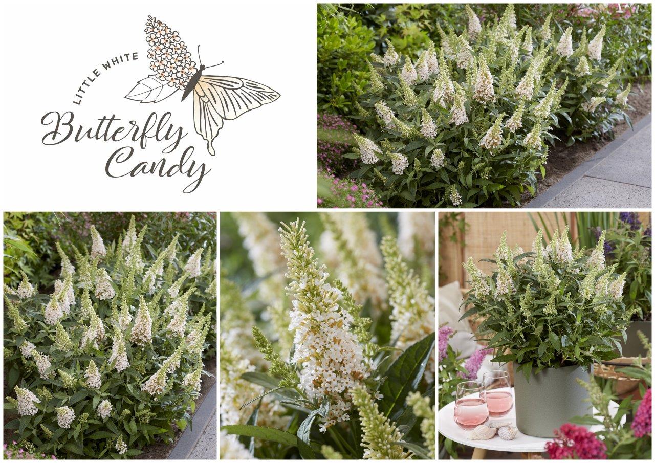 Buddleja-Butterfly-Candy-promotion_Buddleja-Butterfly-Candy-Little-White