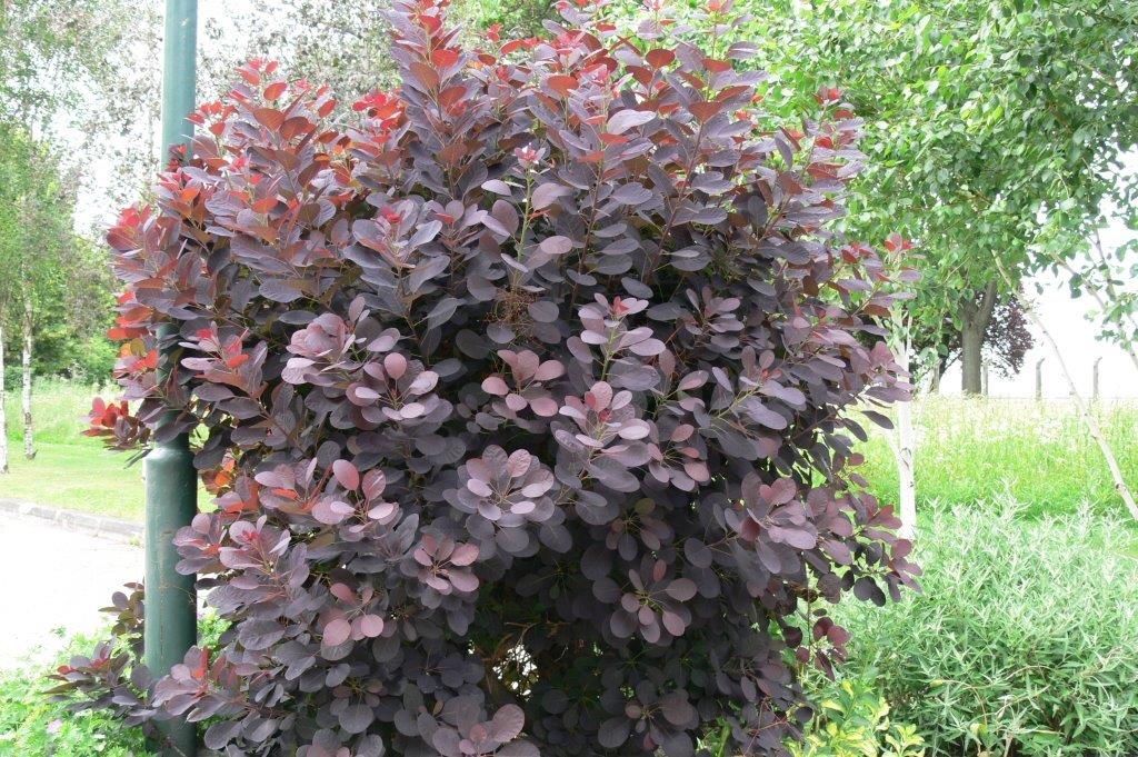 COTINUS coggygria ´Royal Purple´
