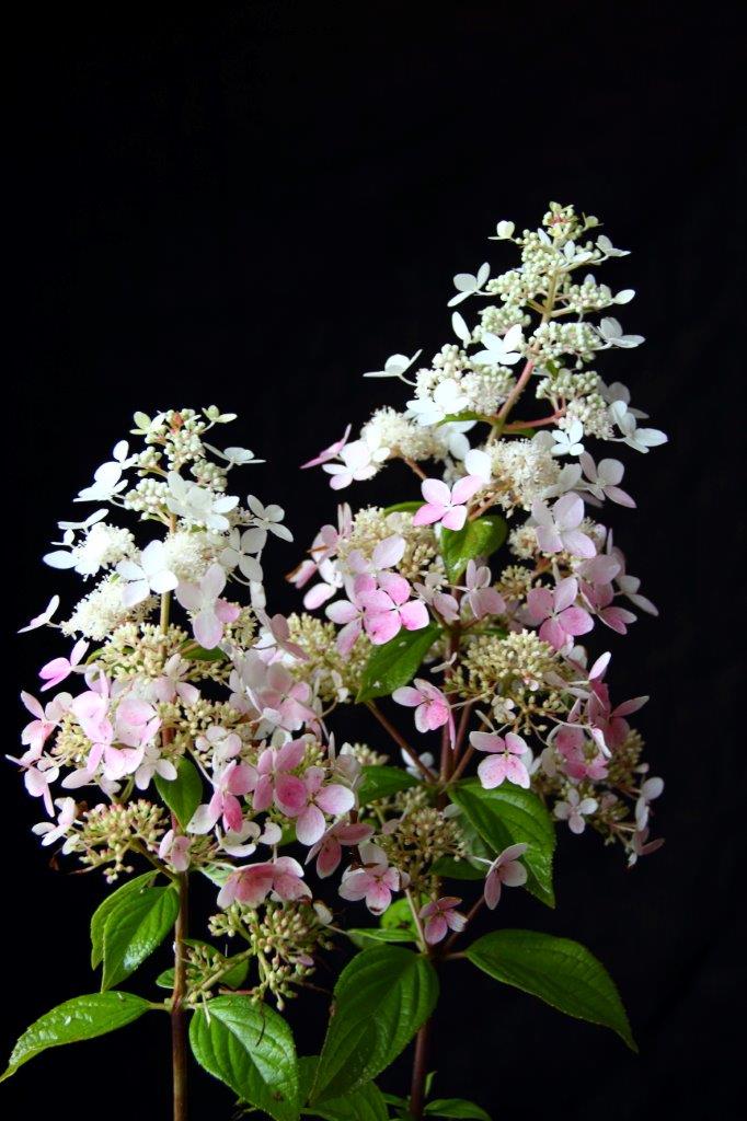 Hydrangea-paniculata-Confetti-1