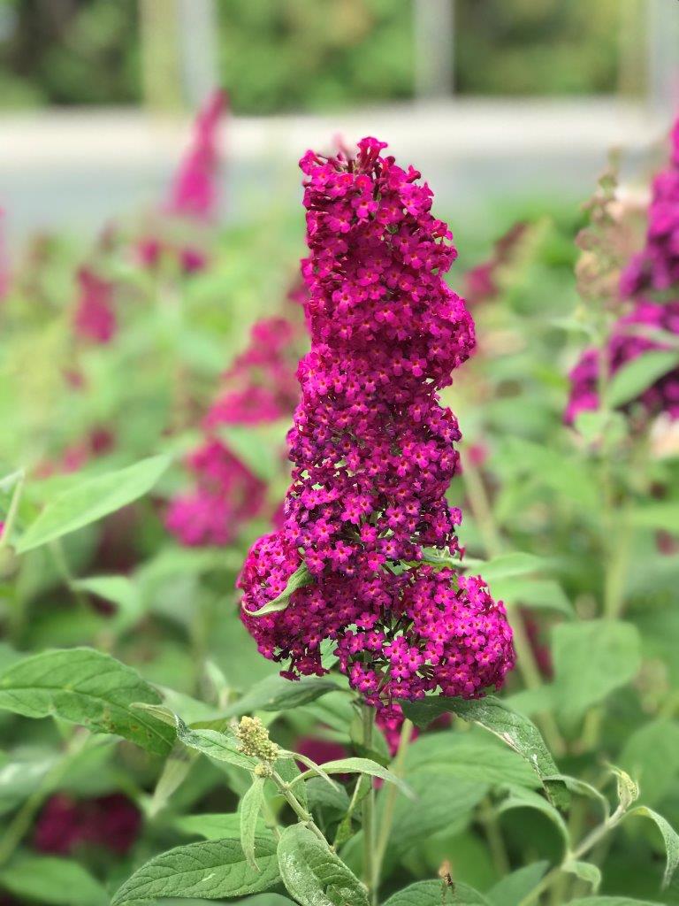 BUDDLEJA-davidii-Funky-Fuchsia-5
