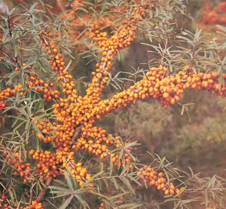 hippophae-rhamnoides-leikora5460df2963bf5