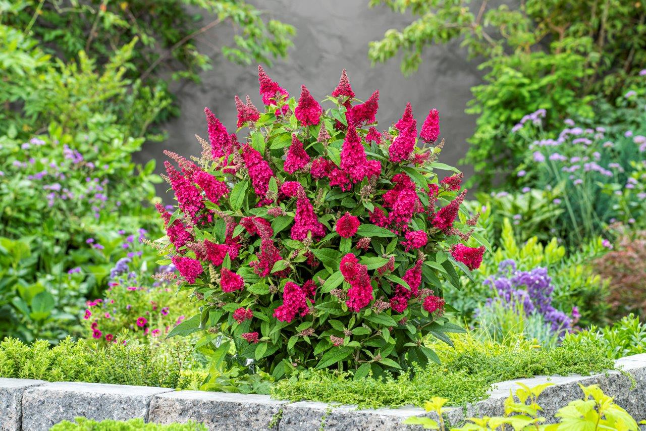 Buddleja-Butterfly-Candy-Little-Ruby_60007660_CLEAN_01