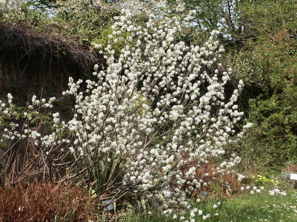 amelanchier-ovalis-habitus-bl-te