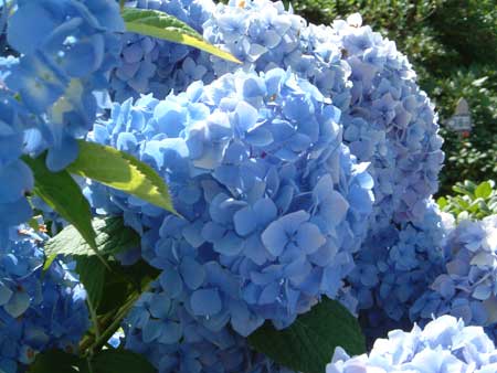 hydrangea-macrophylla-bouquet-rose-2