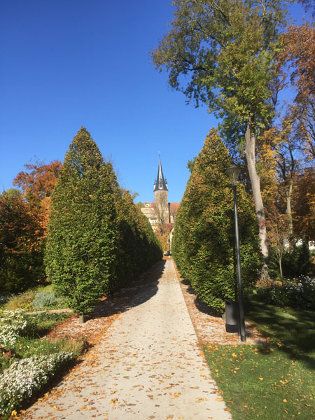 carpinus-betulus-fastigiata-9