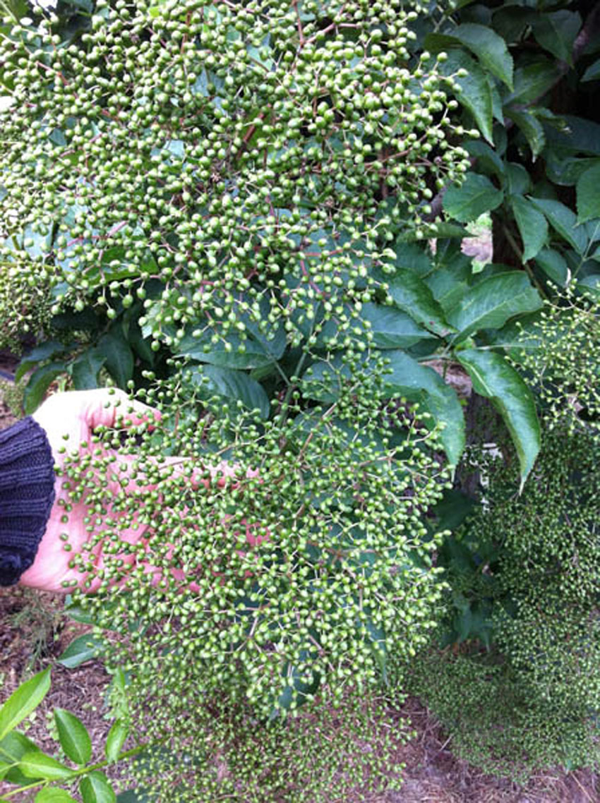 sambucus-nigra-sampo-3