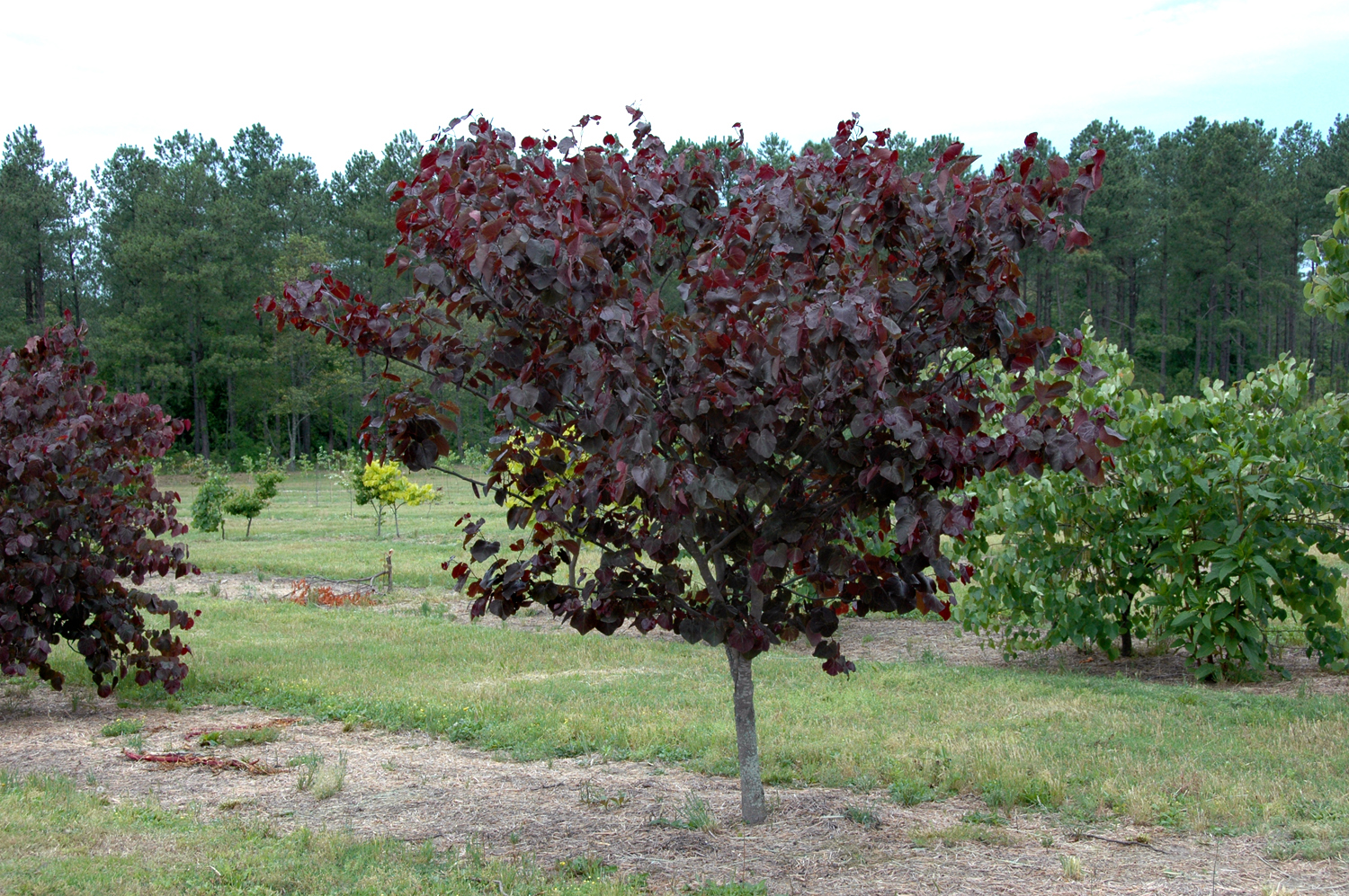 CERCIS-canadensis-Merlot-3