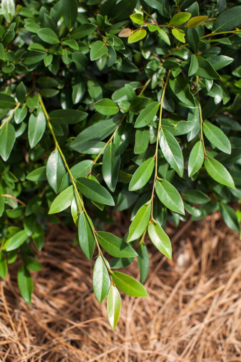 Distylium-First-Editions-Vintage-Jade-5