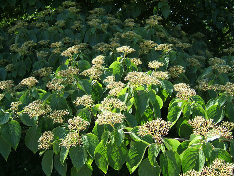 Giant Dogwood 