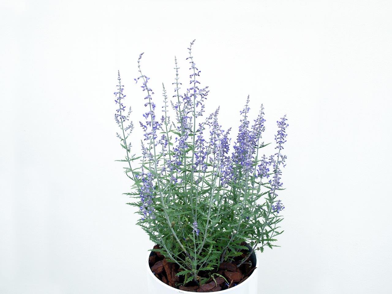 PEROVSKIA-atriplicifolia-Lacey-Blue-2