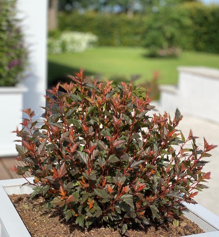 PHYSOPCARPUS-opulifolius-Sweet-Cherry-Tea-29