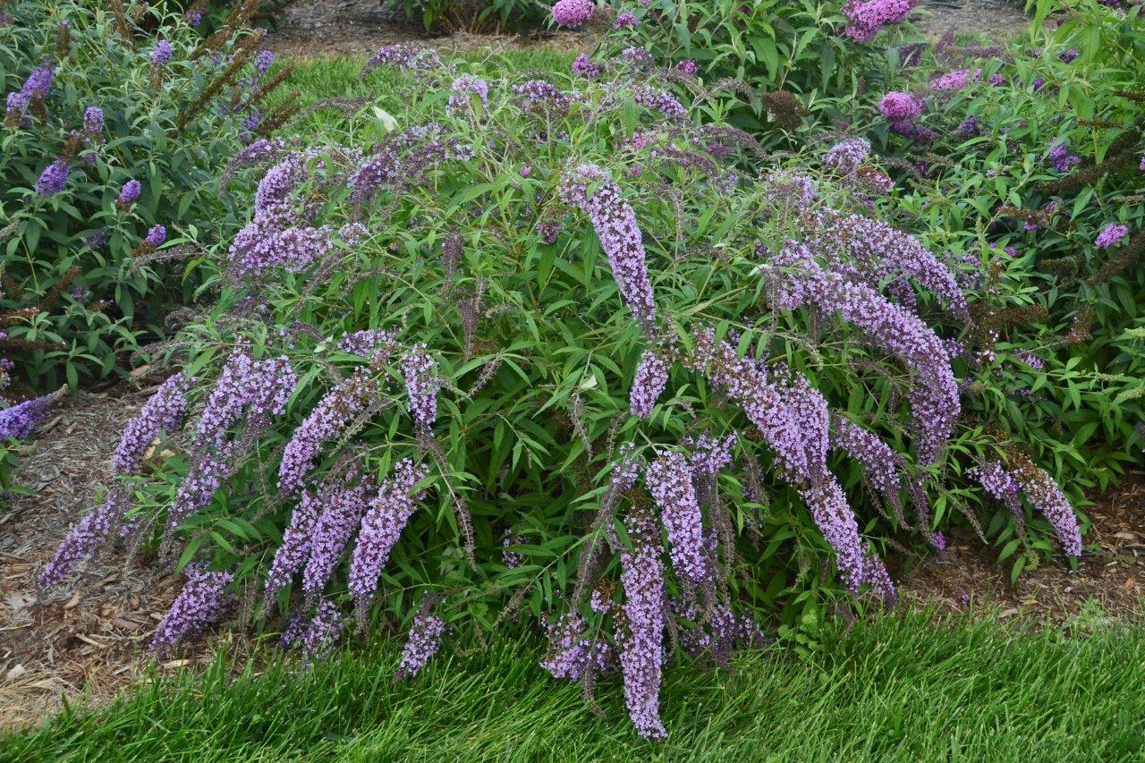 BUDDLEJA-Wisteria-Lane-3