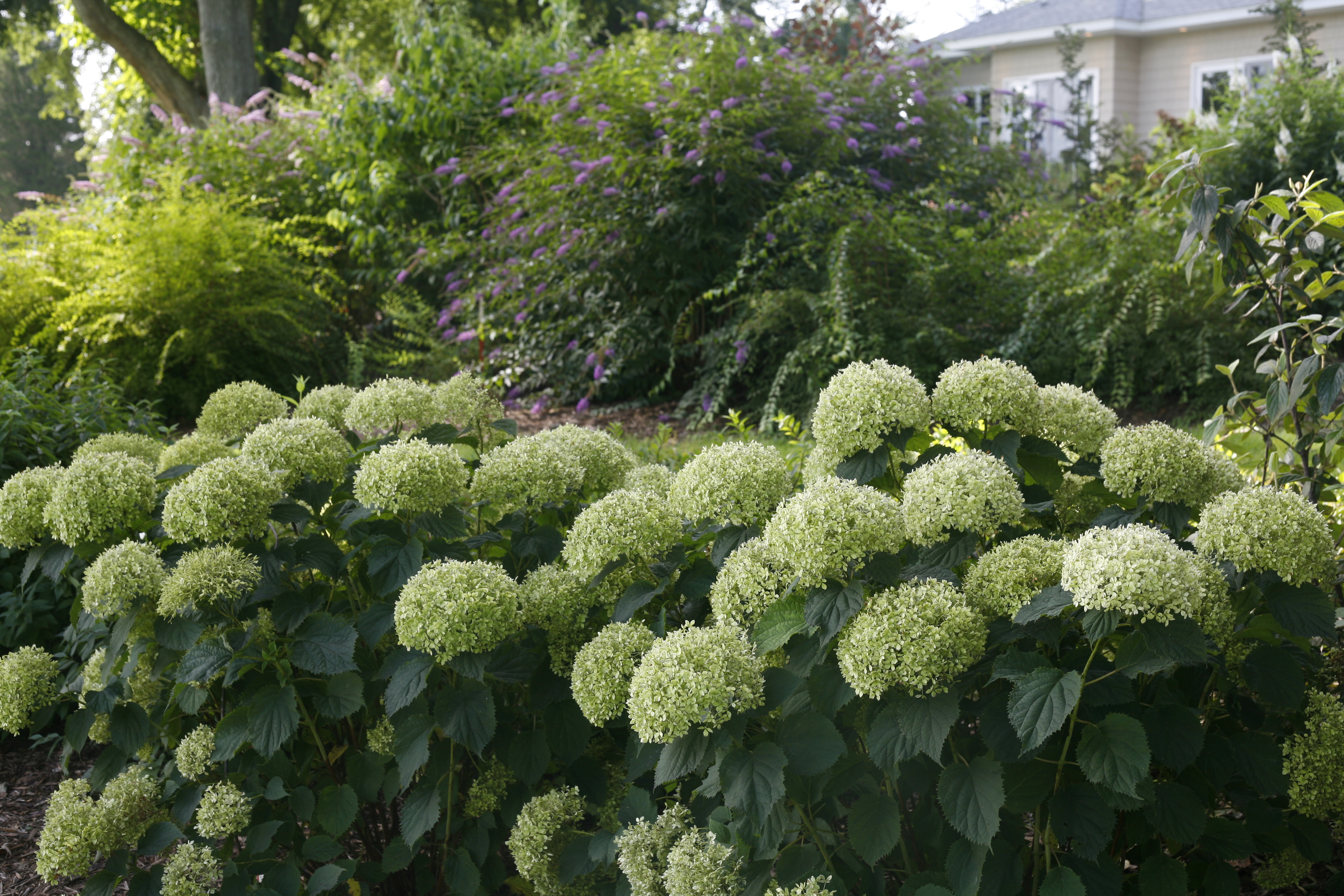 HYDRANGEA arborescens ´Bella Ragazza® Limetta´ (´Invincibelle® Limetta´) (´NCHA8´)Ⓢ PW®