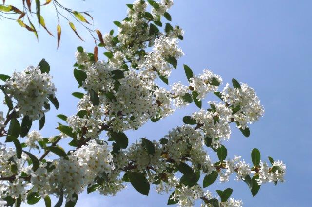 Osmanthus-burkwoodii_10