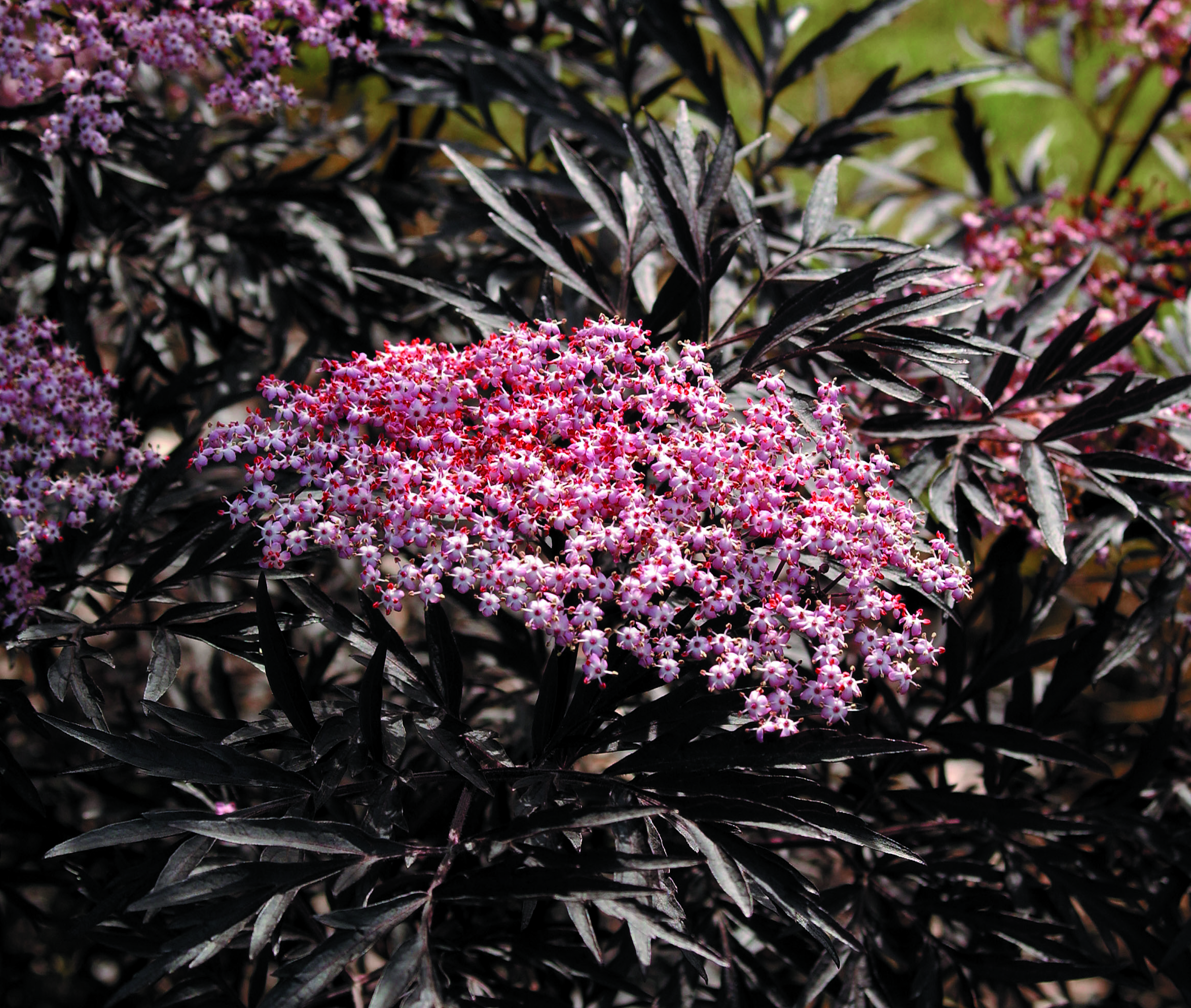SAMBUCUS nigra ´Black Lace´® (´Eva´)Ⓢ