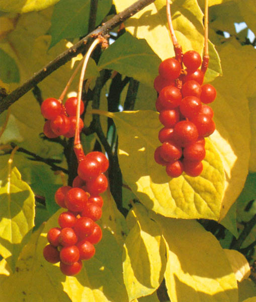 schisandra-chinensis52fcdc9a05639