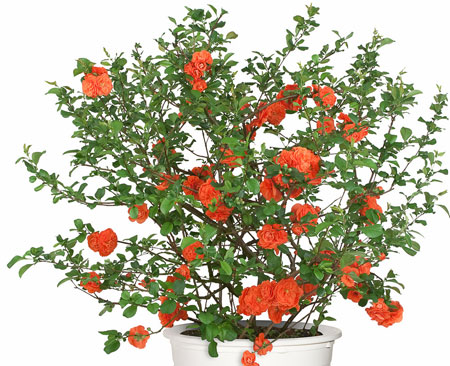 chaenomeles_speciosa_orange_storm_2