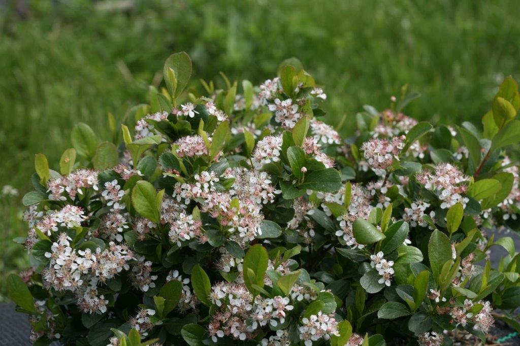 Aronia-melanocarpoa-Revontuli-Mound_3