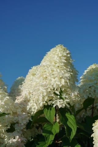 hydrangea-quick-fire-fab-4