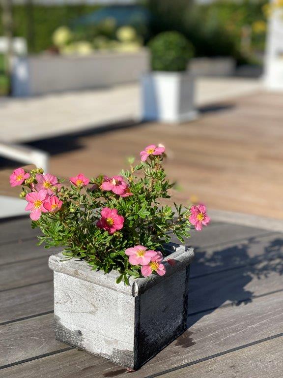 POTENTILLA-fruticosa-Lovley-Pink-26