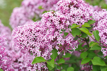 syringa-meyeri-lillifee-157876535e6026