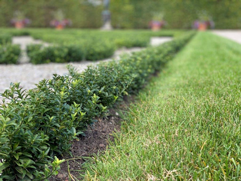 Euonymus-jap-Green-Empire-3