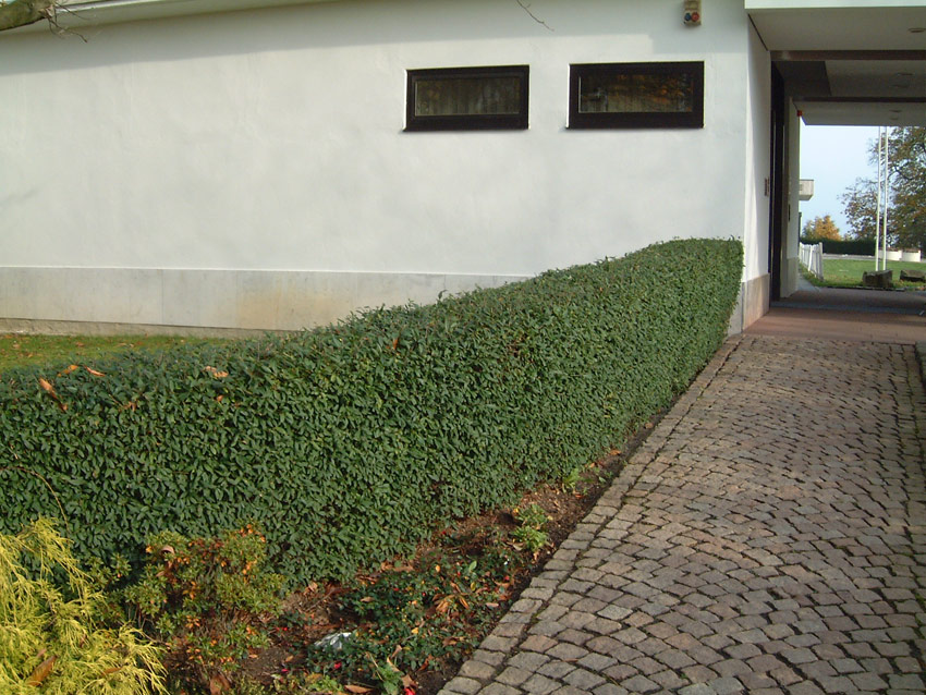 ligustrum-vulgare-atrovirens2