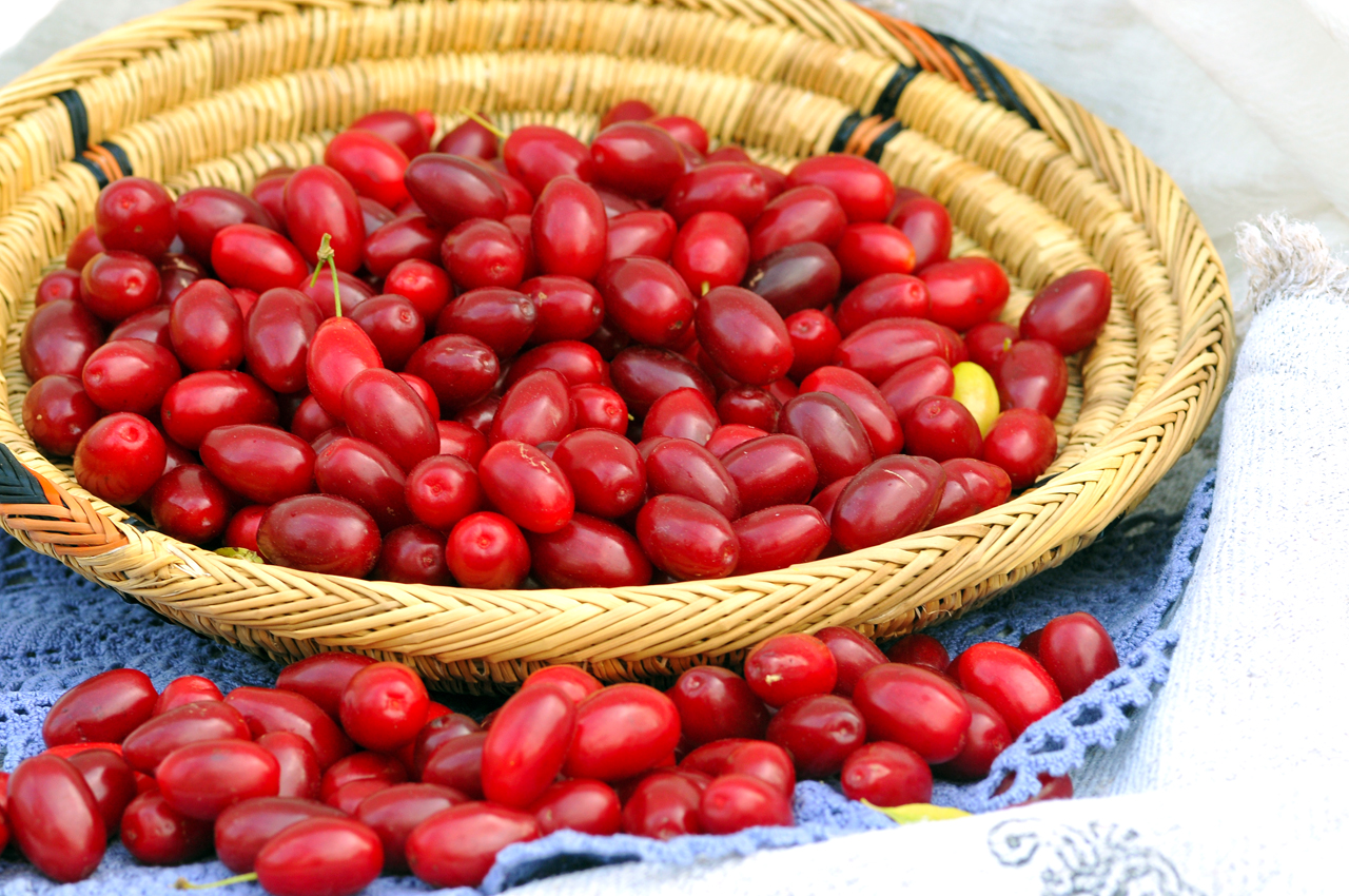 CORNUS mas ´Jolico´