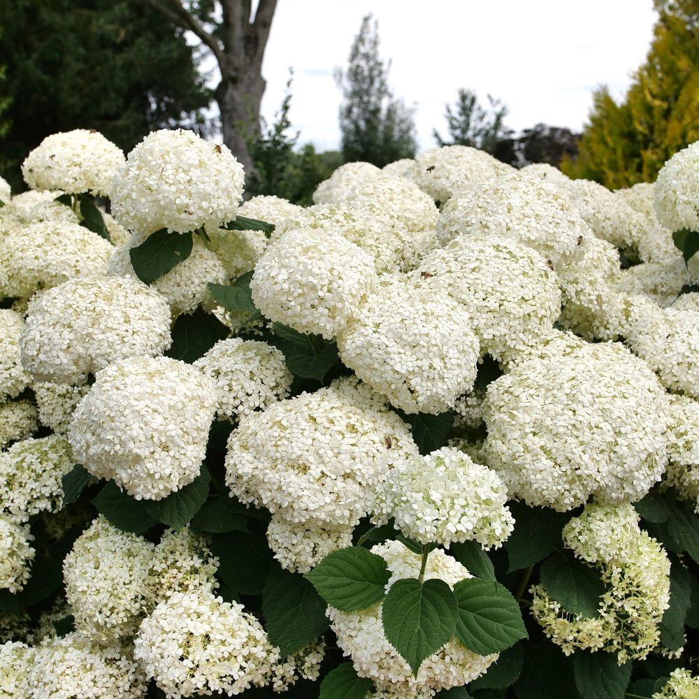 HYDRANGEA arborescens ´Storm Proof´® (´SMNHAGOV´) PW®