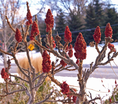 RhusTigerEyes-Winter-Fruit