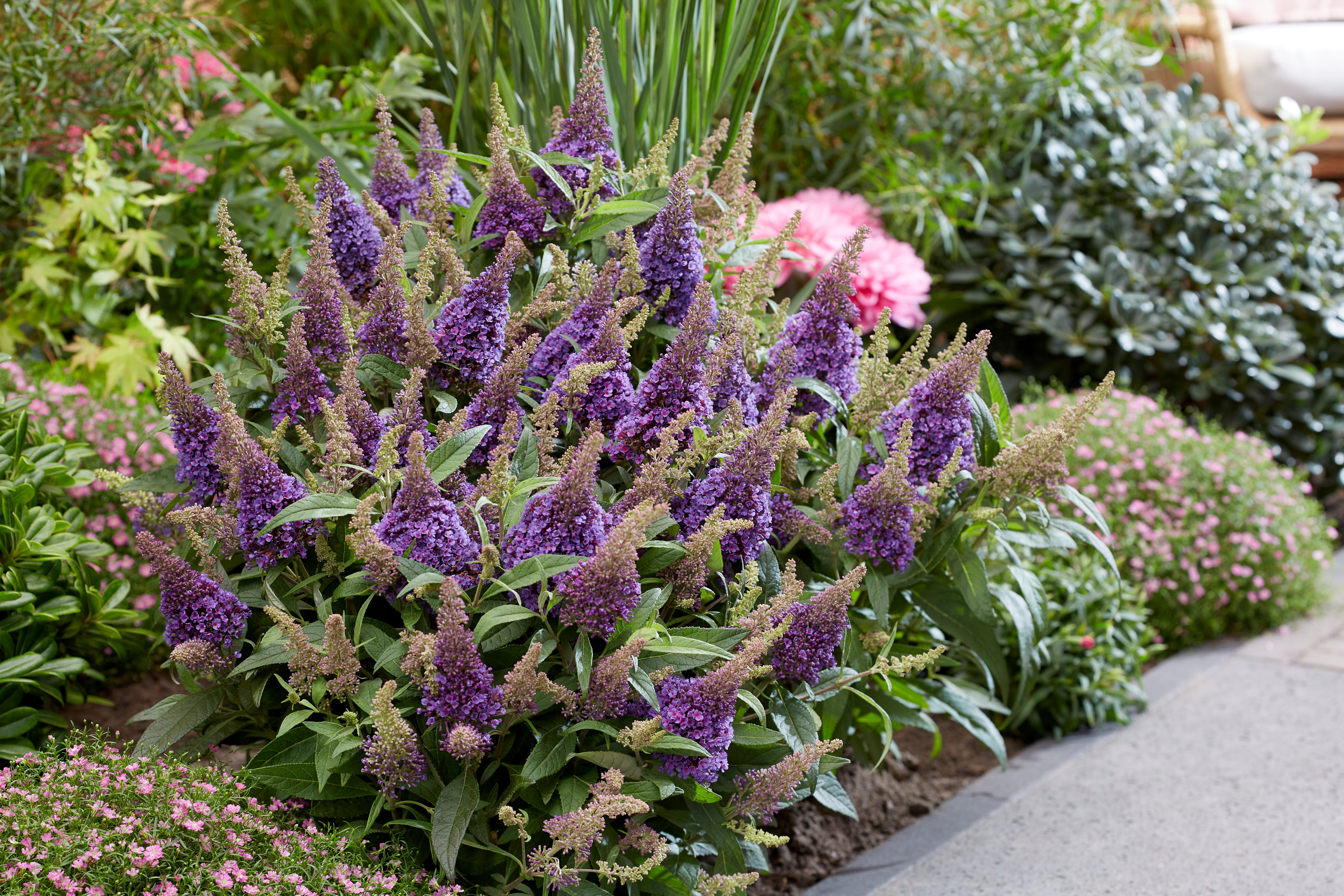 Buddleja-Butterfly-Candy-Little-Lila-3 BUDDLEJA davidii ´Butterfly Candy® Little Lila´ (´BotEx004´)Ⓢ