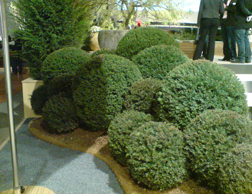 taxus-baccata-15