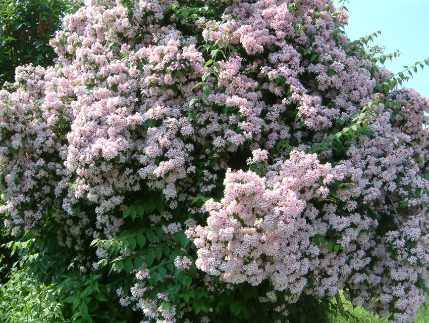 kolkwitzia-amabilis-rosea-3