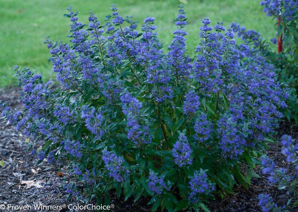 beyond_midnight_caryopteris-6