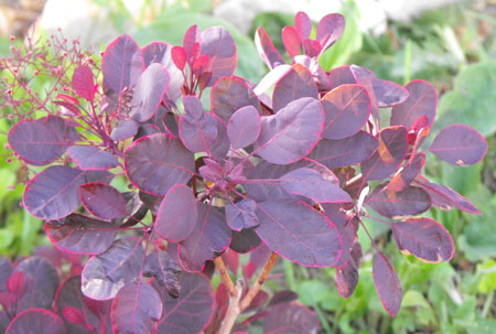 cotinus-coggygria-lilla-15