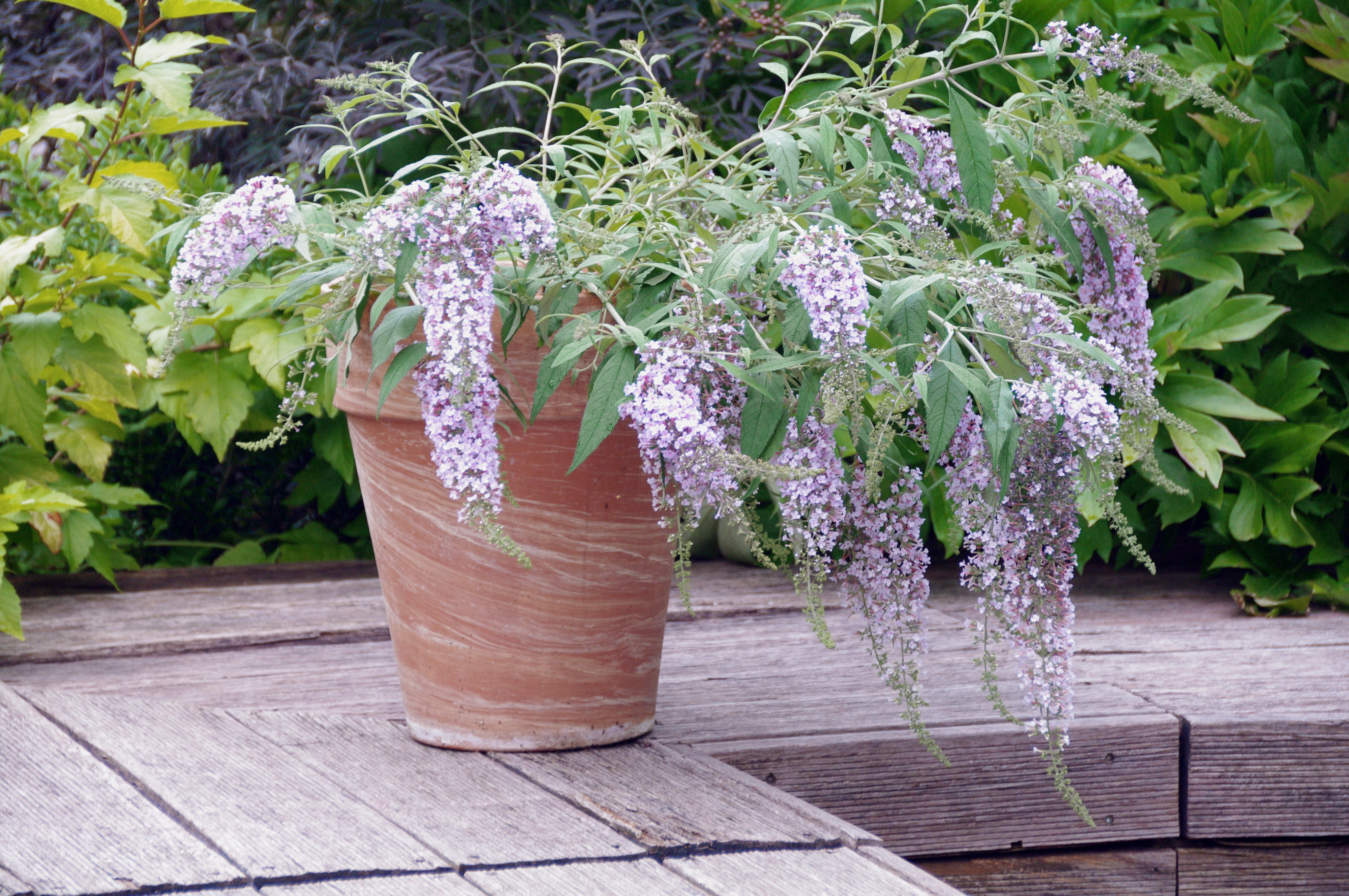 Buddleja-Wisteria-Lane-4