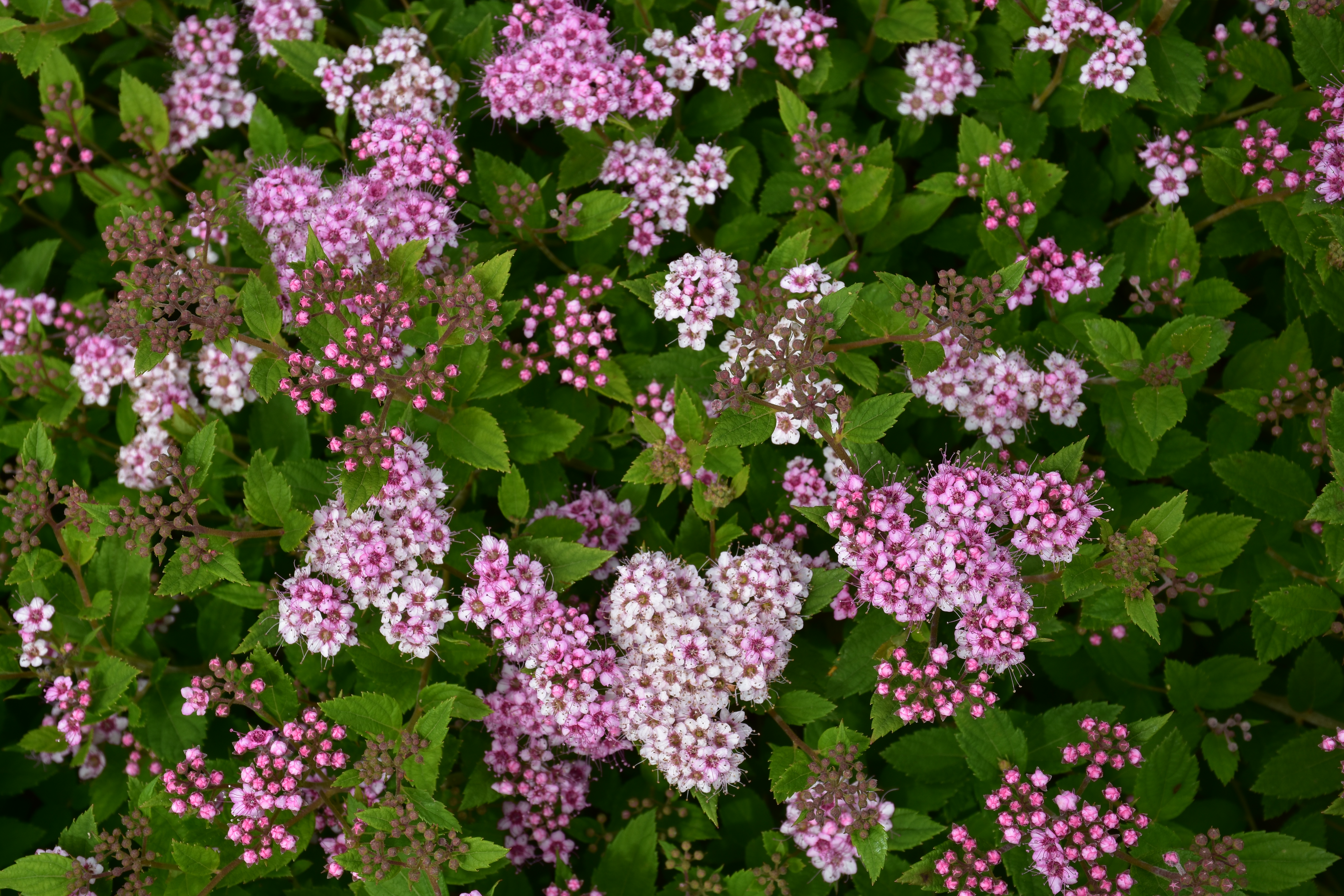 SPIRAEA japonica ´Little Princess´