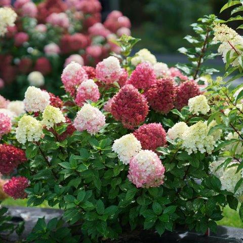 hydrangea-paniculata-little-lime-punch-2