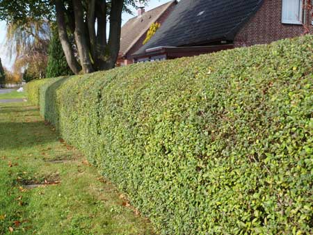 ligustrum-vulgare-atrovirens546b28867722b