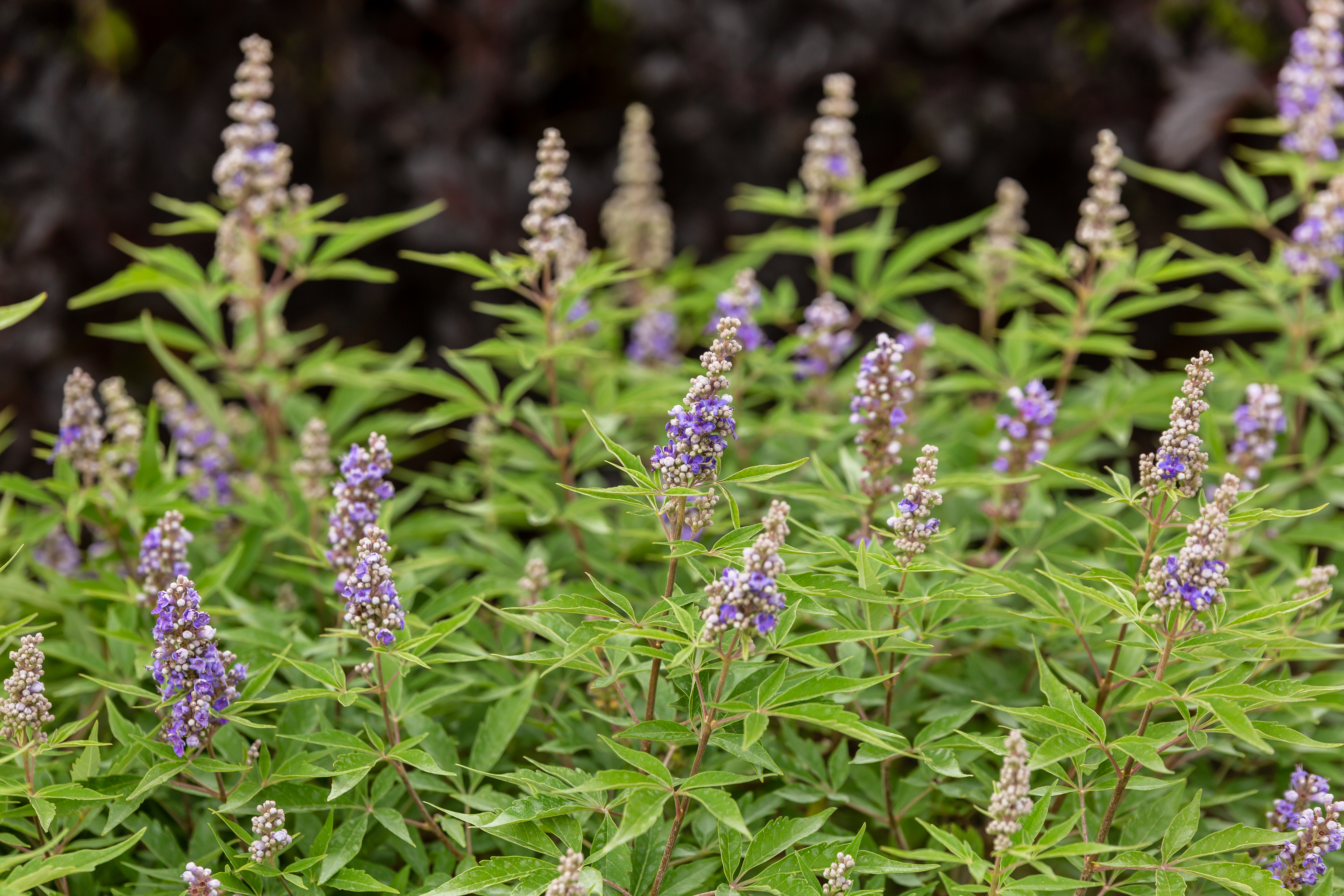 VITEX agnus-castus ´Violet Magnet´ (´BAILTEXFOUR´)Ⓢ FE® 