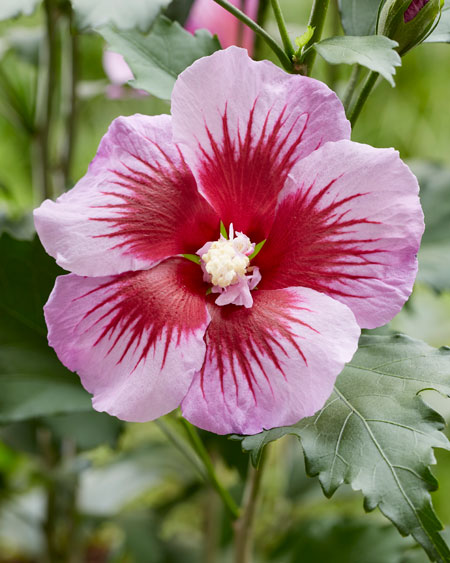Hibiscus-Flower-Tower-Purple1 HIBISCUS syriacus ´Flower Tower Purple´ (´Gandini Santiago´)Ⓢ