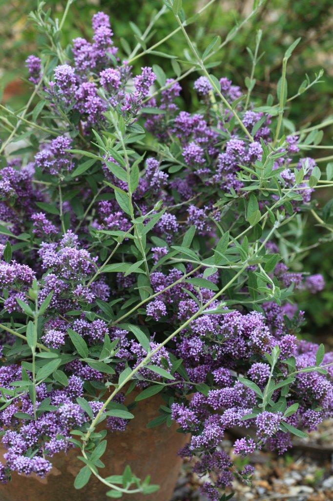 Buddleja-alternifolia-Unique-7