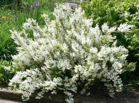 deutzia-gracilis-2545ce7610ea02