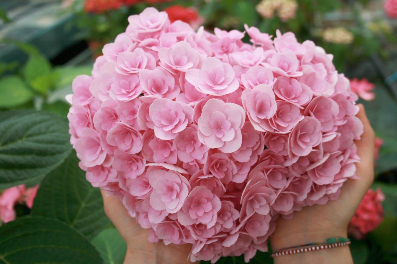 Hydrangea-macrophylla-Love-10-b