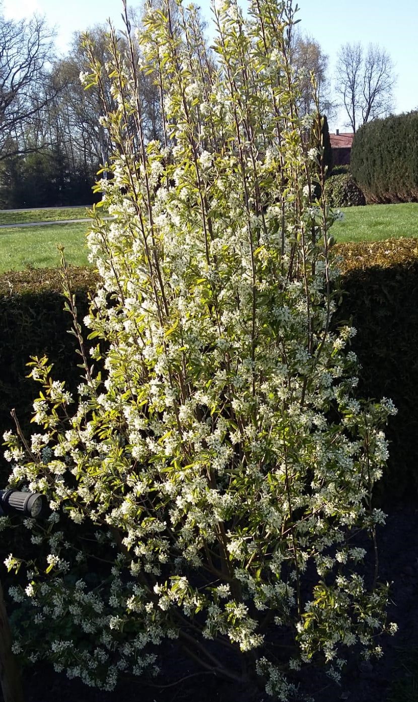 AMELANCHIER-Rainbow-Pillar-5
