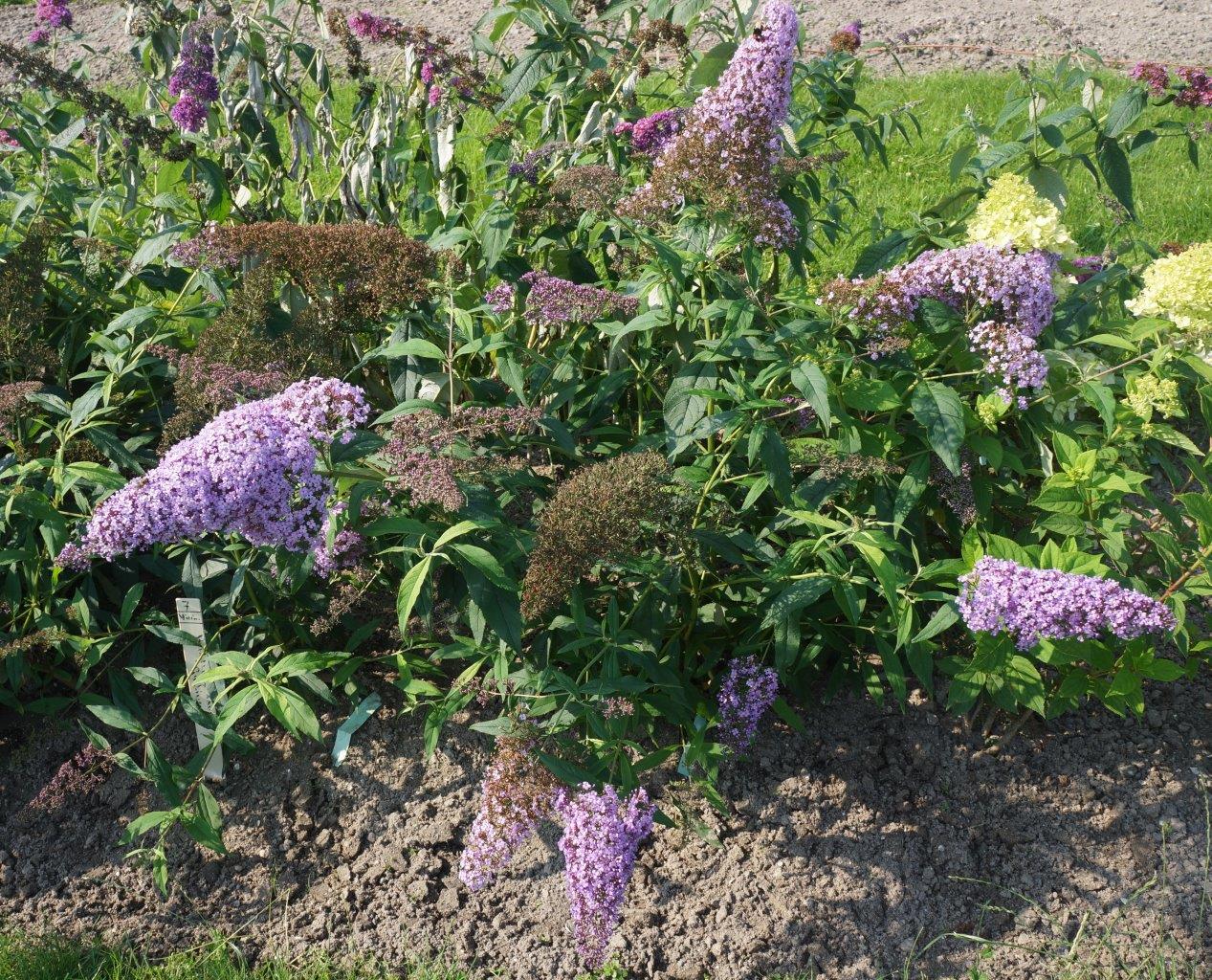 Buddleja-davidii-Gulliver-8
