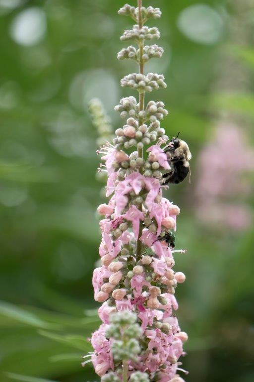 VitexGalaticPink-029-13360