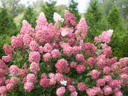 Hydrangea-paniculata-Fire-Light2