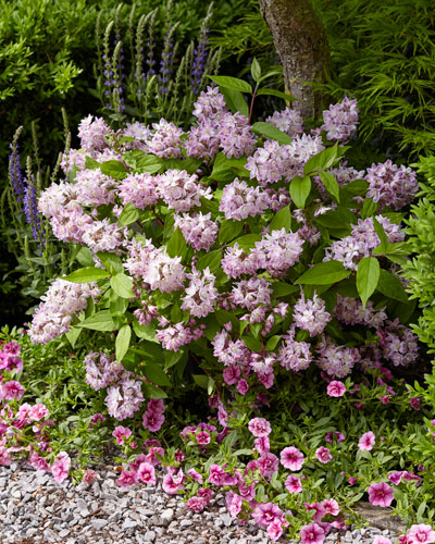 Deutzia-Raspberry-Sundae-10